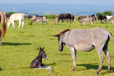 Just born little donkey lying on pasture clipart