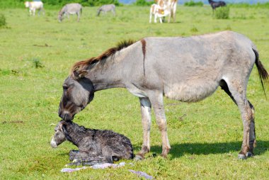 Just born little donkey on pasture clipart