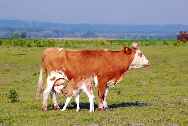 Calf feeding with milk from cow — Stock Photo, Image