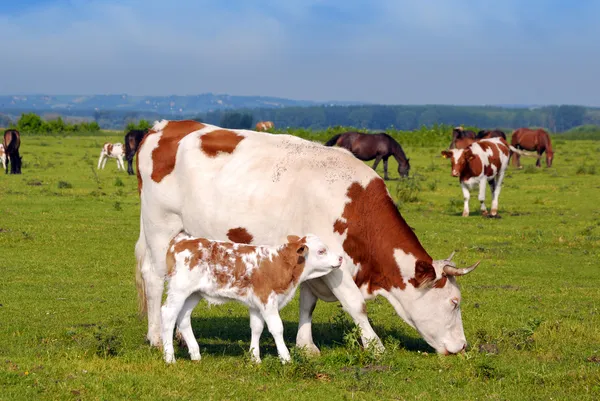 Lehmä ja pieni vasikka laitumella — kuvapankkivalokuva