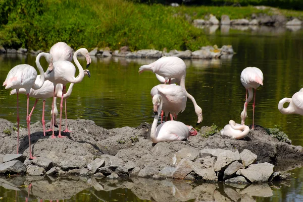 Flamingos flock på floden — Stockfoto