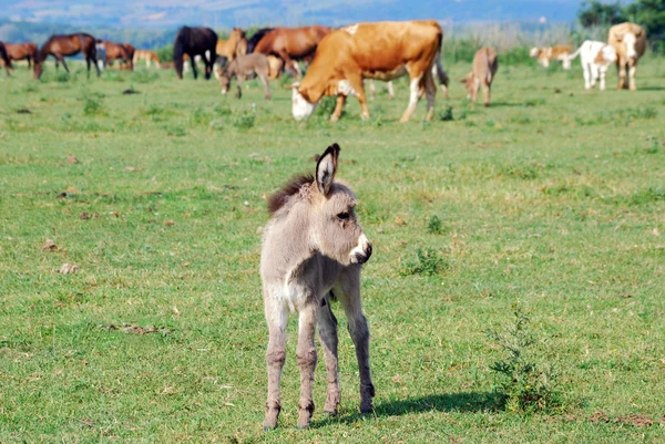 Grauer kleiner Esel auf der Weide — Stockfoto