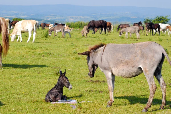 Právě narodil malý osel ležící na pastviny — Stock fotografie
