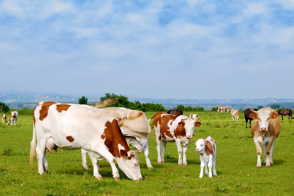 Cows and calf on pasture — Stock Photo, Image