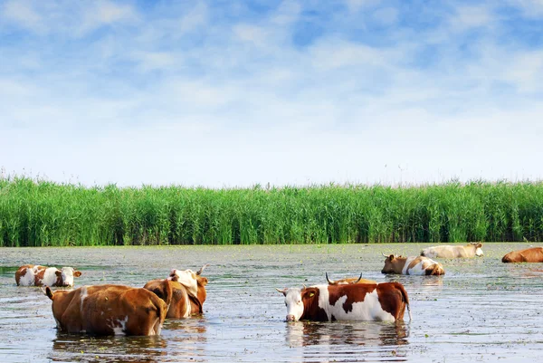 Cows on watering place — Stock Photo, Image