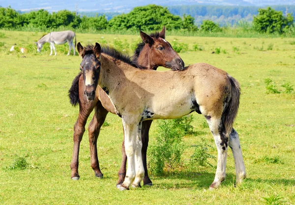 牧草地における 2 つの子馬 — ストック写真