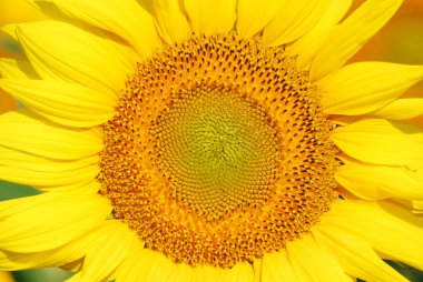 Sunflower close detail clipart