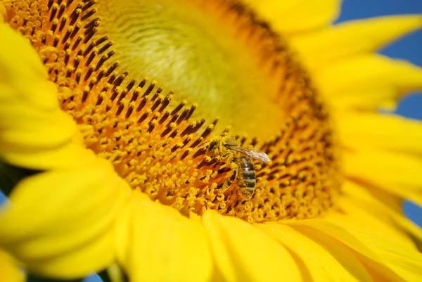 Bee on sunflower — Stock Photo, Image