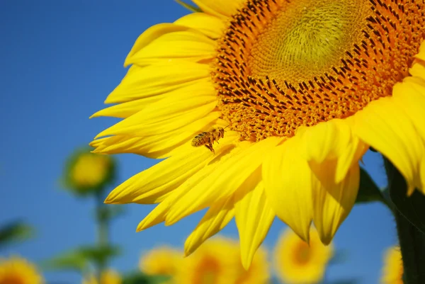 Biene fliegt um Sonnenblume — Stockfoto