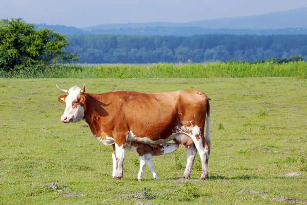 Krów, karmienie mlekiem trochę łydki — Zdjęcie stockowe