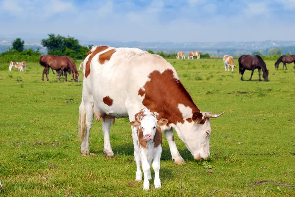 Vaches veau et chevaux au pâturage — Photo