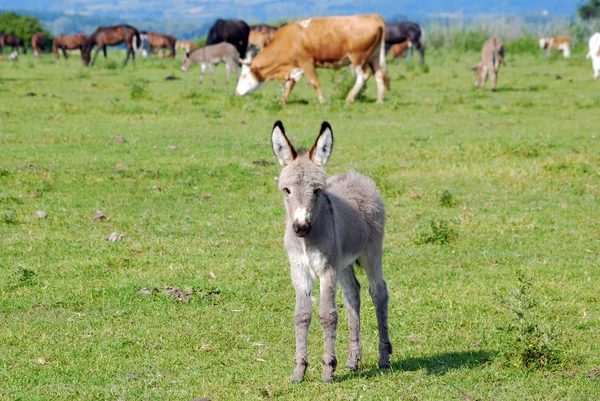 Cute little gray donkey foal — Stock Photo, Image
