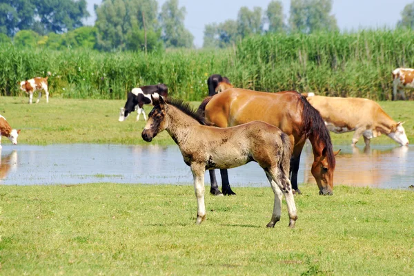 馬と牧草地に牛 — ストック写真
