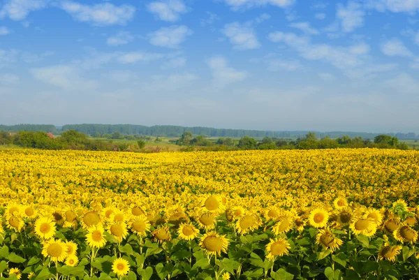Słoneczniki jasne pole — Zdjęcie stockowe