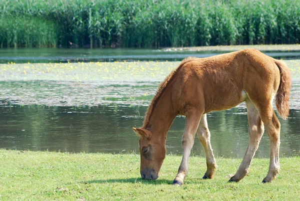 Puledro di cavallo marrone — Foto Stock