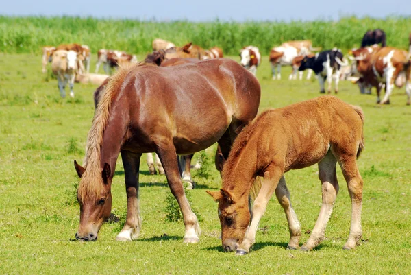 Braune Pferdestute und Fohlen — Stockfoto