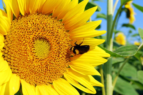 Bumblebee on sunflower — Stock Photo, Image