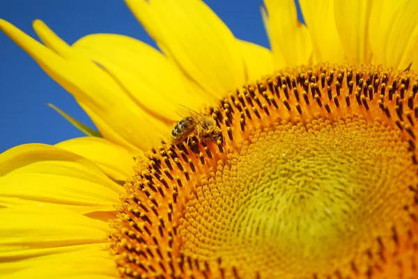 Honeybee on sunflower — Stock Photo, Image
