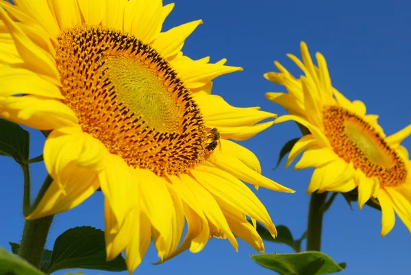 Summer scene with bee on sunflower — Stock Photo, Image