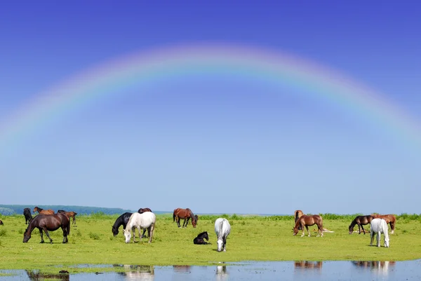 stock image Horses and rainbow