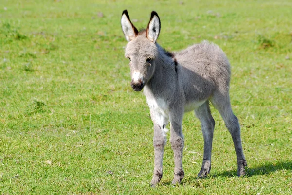 Kleiner grauer Esel auf der Weide — Stockfoto