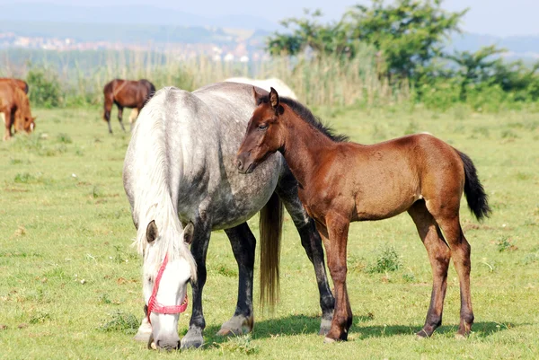 White horse mare and brown foal — Stock Photo, Image