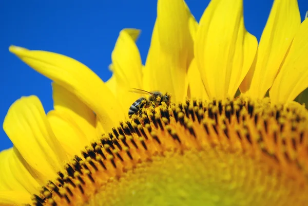 Honeybee covered with sunflower pollen — Stock Photo, Image