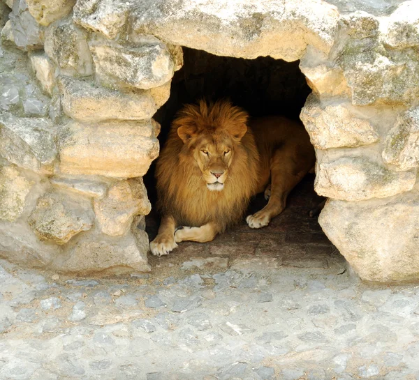 León acostado en la cueva — Foto de Stock
