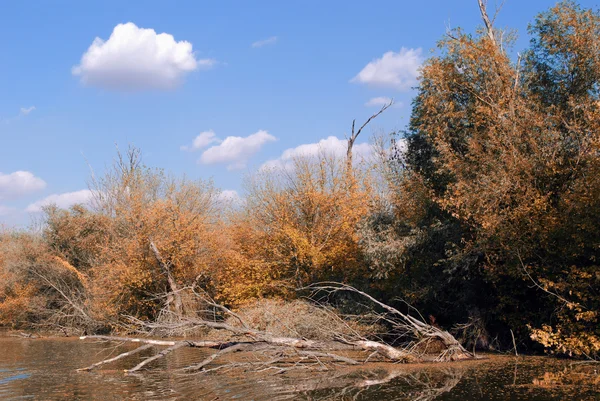 Старое дерево в осенней сцене реки — стоковое фото