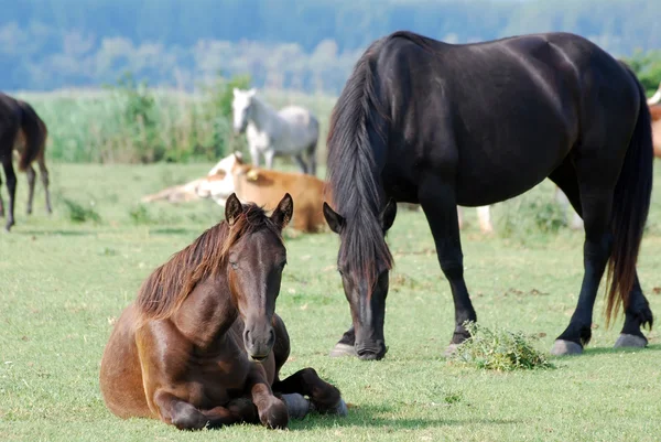 Cavalo castanho deitado no pasto — Fotografia de Stock