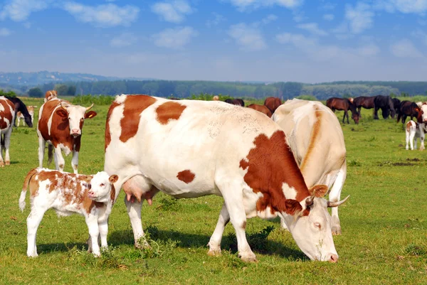 Scène de ferme avec des vaches au pâturage — Photo