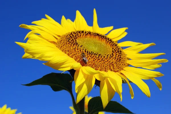 Honigbiene auf Sonnenblume — Stockfoto