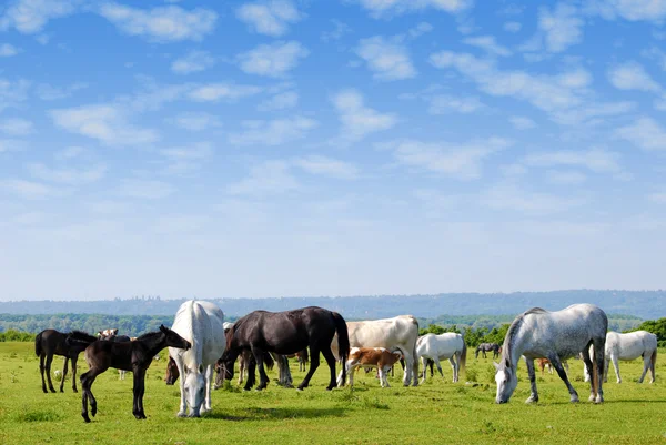Коні їхали на пасовищі — стокове фото