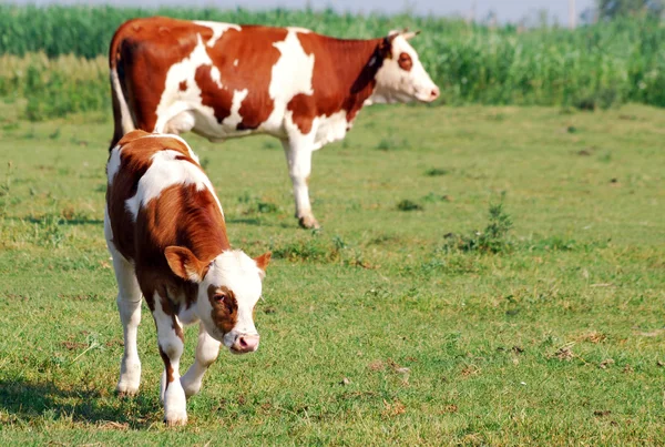 Теля і корову на пасовищі — стокове фото