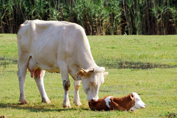 Kuh und gerade geborenes Kalb — Stockfoto