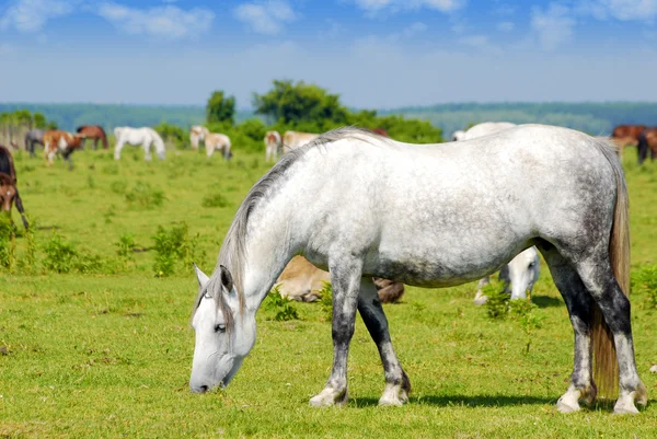 Білий кінь на пасовищі — стокове фото