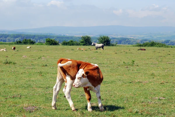 Корова теля на пасовищі — стокове фото