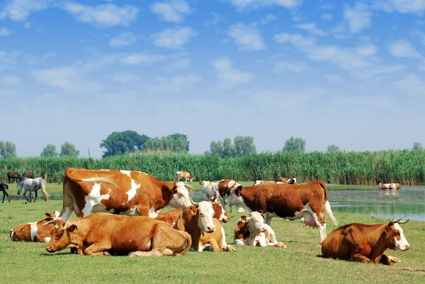 White and brown cows on pasture — Stock Photo, Image
