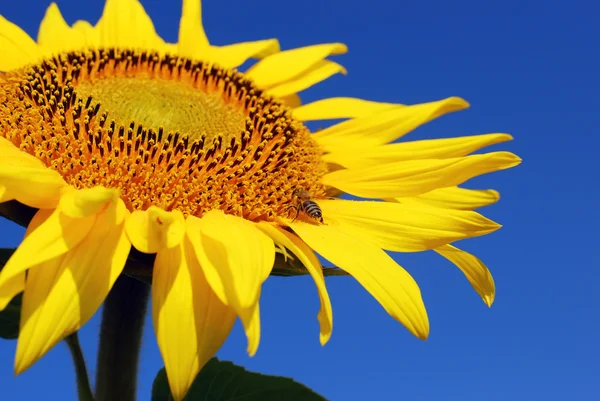 Helder gele zonnebloem en bee — Stockfoto