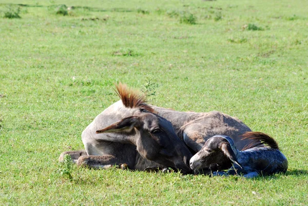 Bara född lilla åsnan liggande i en betesmark — Stockfoto