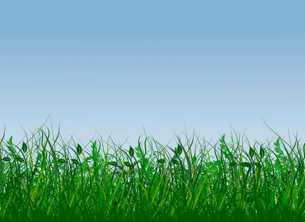 Нескошенная трава — стоковое фото