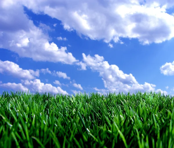 Fresh green gras with blue sky — Stock Photo, Image
