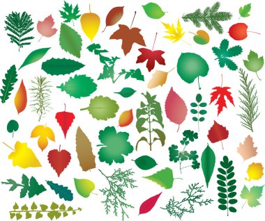 Color leafs clipart