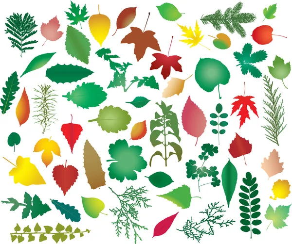 stock vector Color leafs