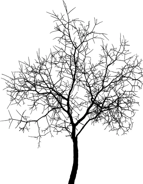 Młode drzewo — Wektor stockowy