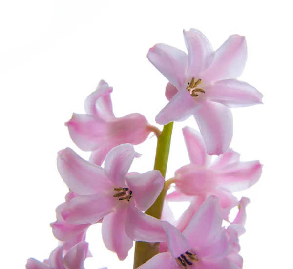 Hiacinth — Stock Photo, Image