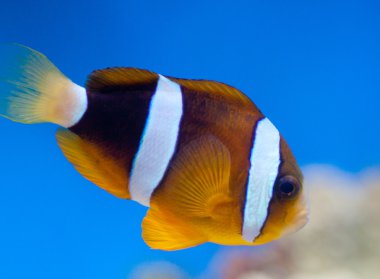 Amphiprion ocellaris clipart