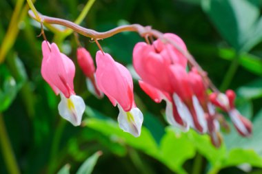 Dicentra