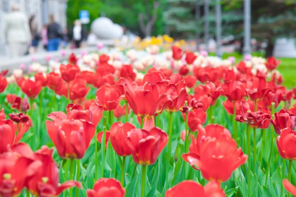 stock image Tulips