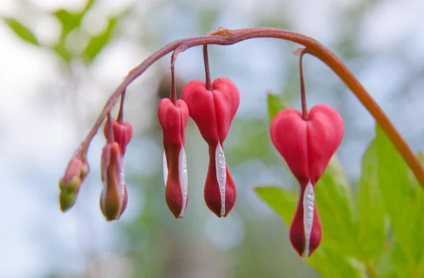 Lyrblommor — Stockfoto